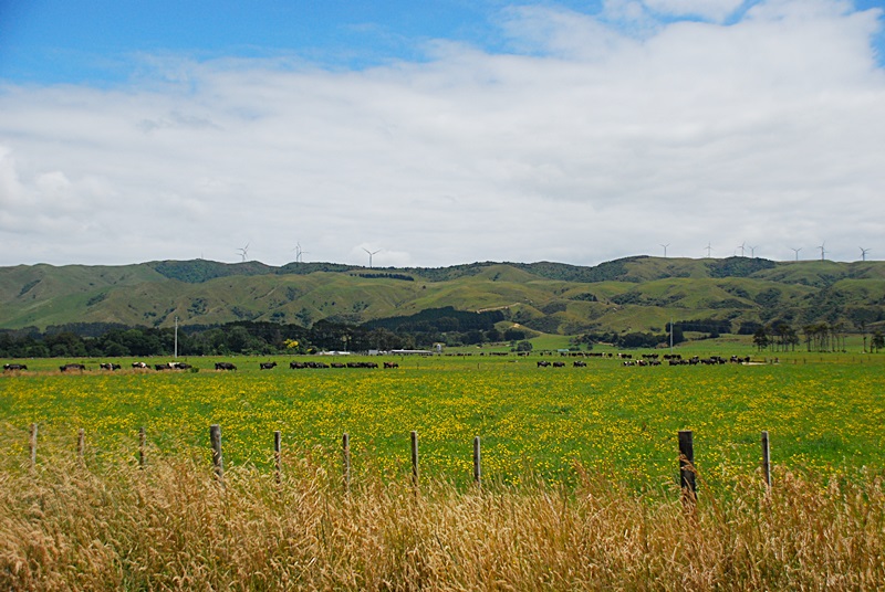 DSC_0910.JPG