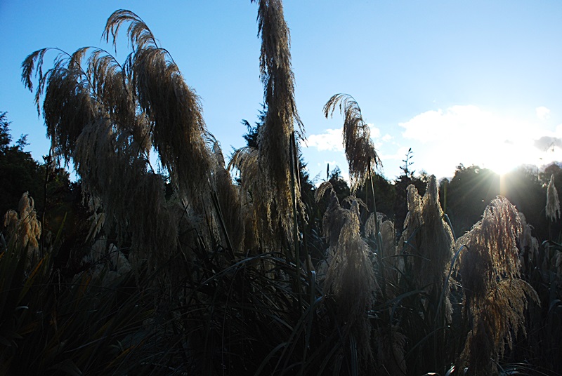 DSC_0163.JPG