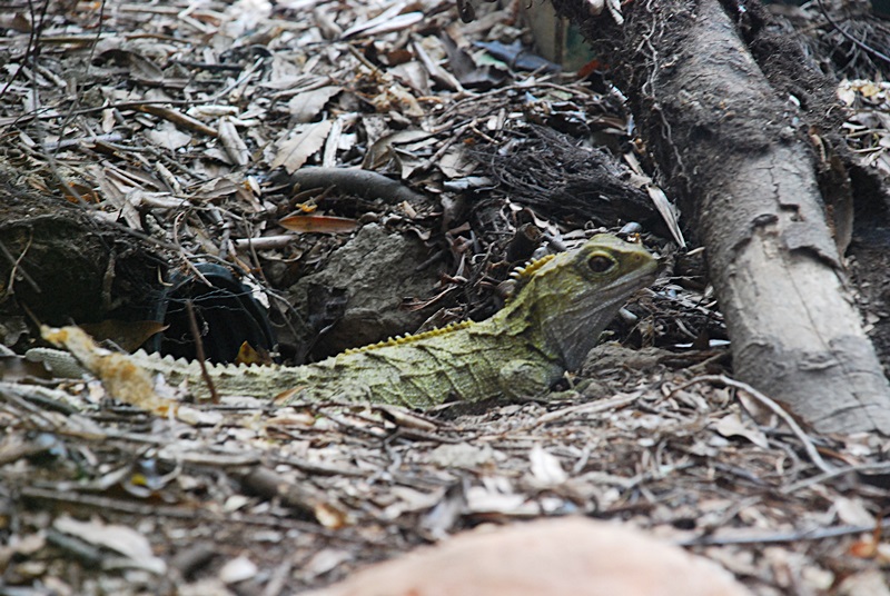 DSC_0977.JPG