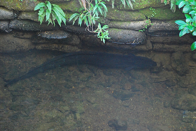 DSC_0087.JPG