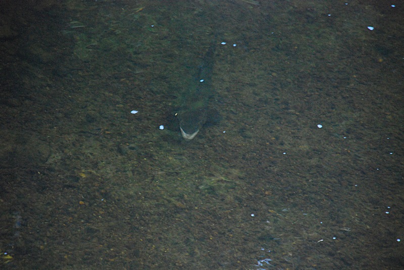 DSC_0088.JPG