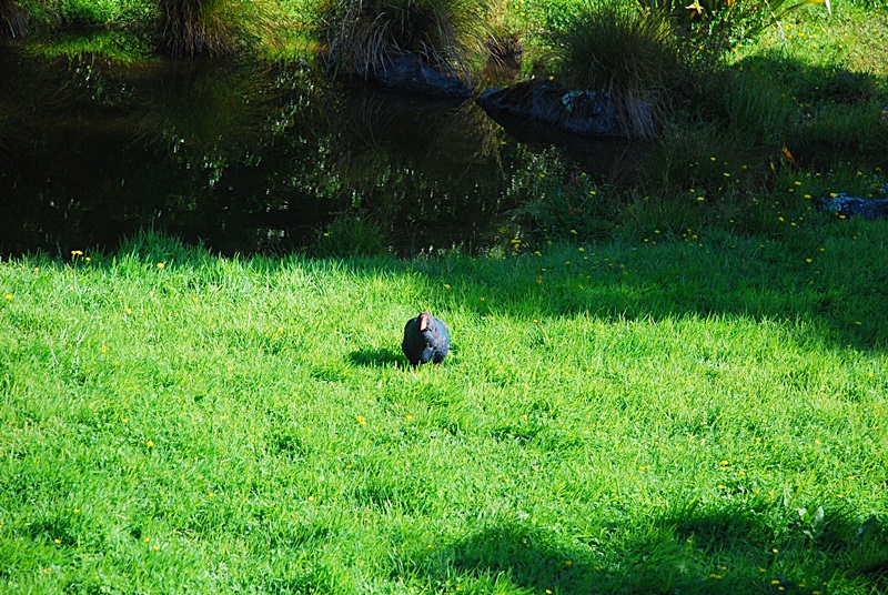 DSC_1006.JPG