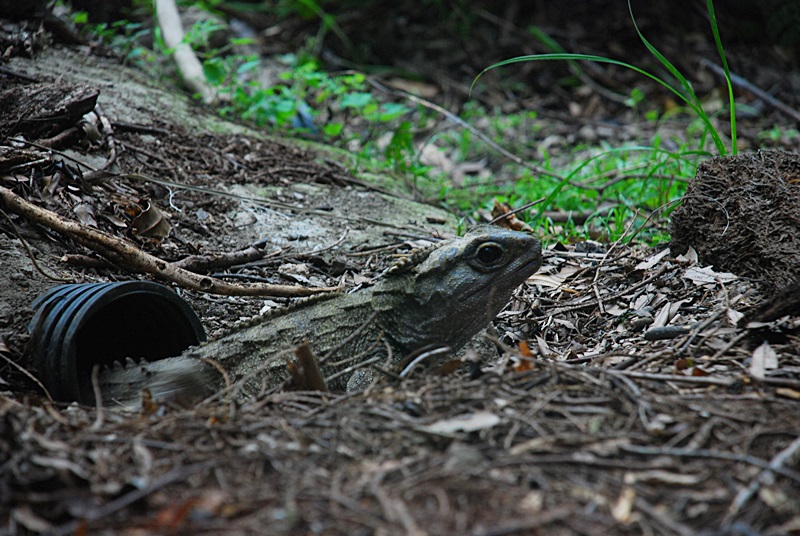 DSC_0968.JPG