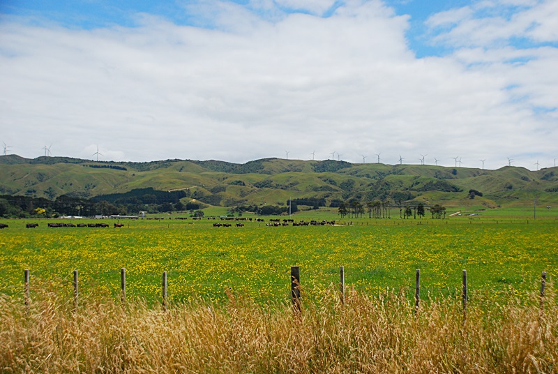 DSC_0911.JPG