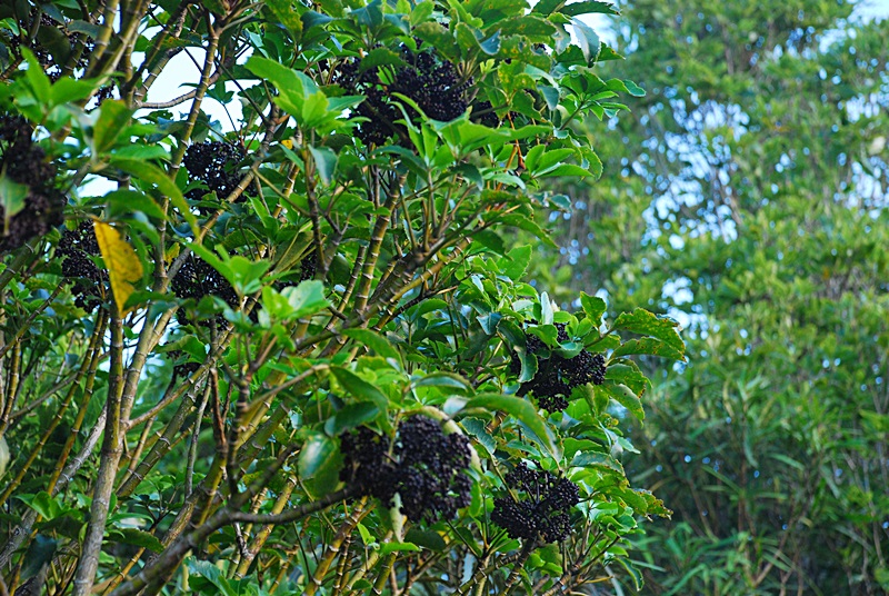 DSC_0169.JPG