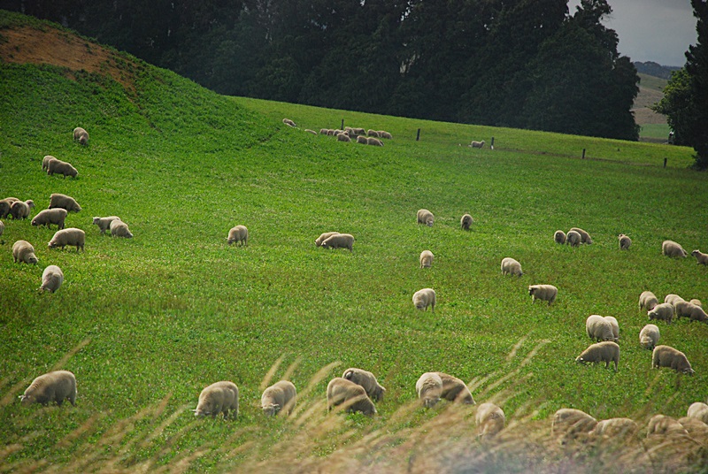 DSC_0886.JPG
