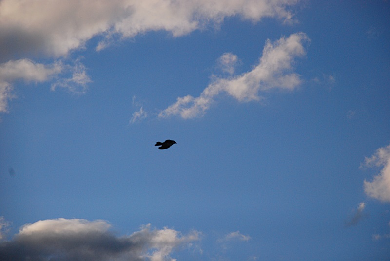DSC_0162.JPG