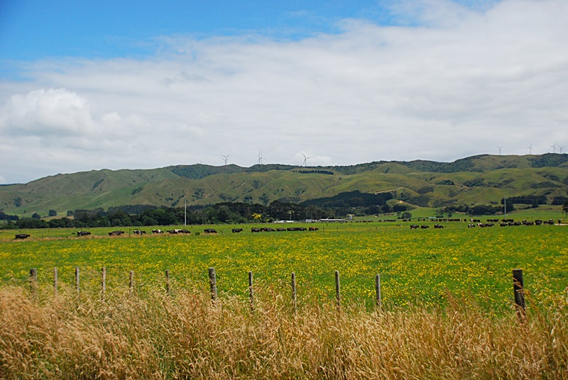 DSC_0909.JPG