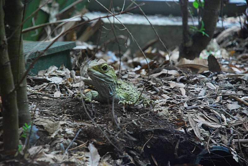 DSC_0957.JPG