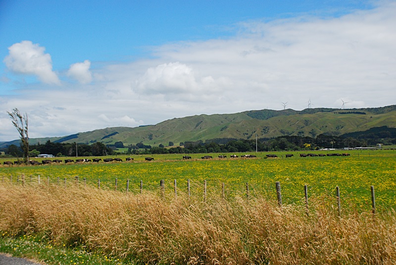 DSC_0908.JPG