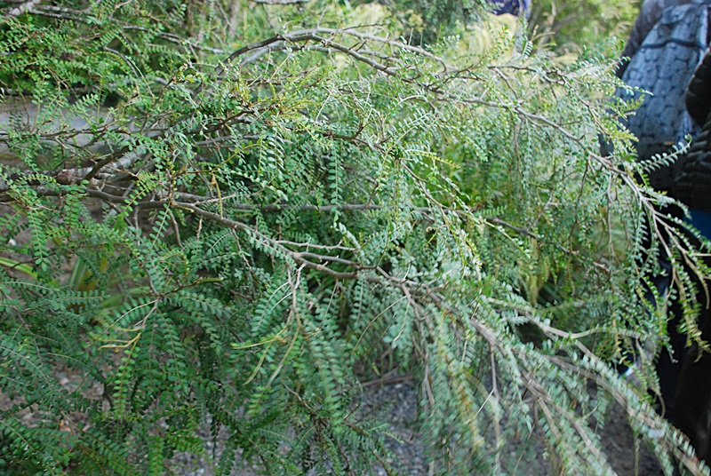 DSC_0170.JPG