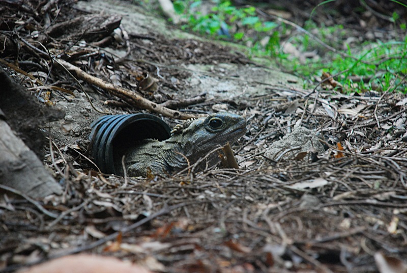DSC_0967.JPG