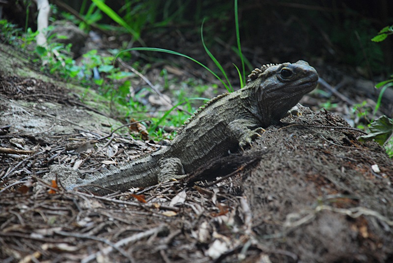 DSC_0976.JPG