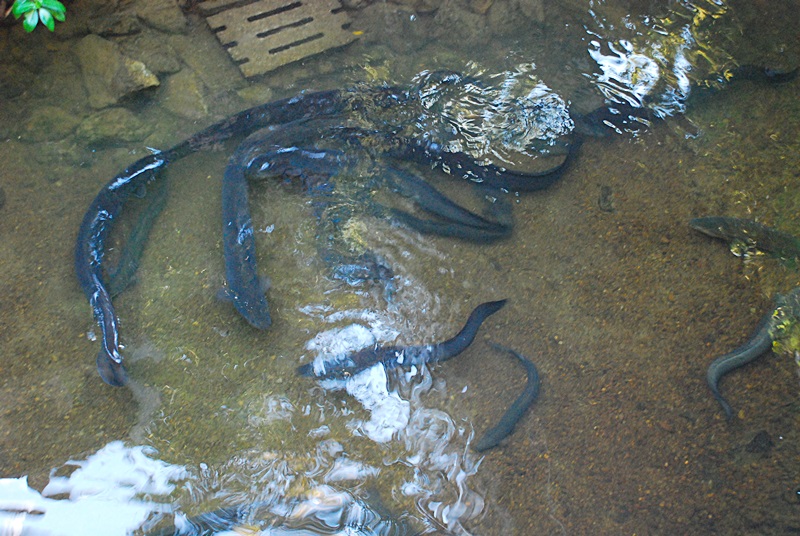 DSC_0137.JPG