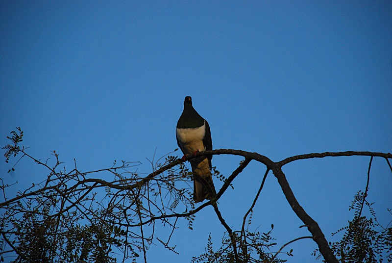 DSC_0176.JPG