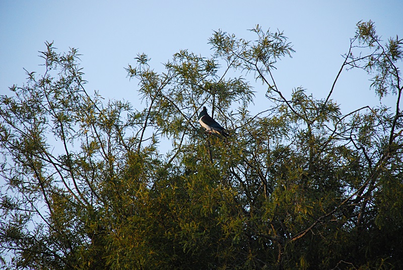 DSC_0175.JPG