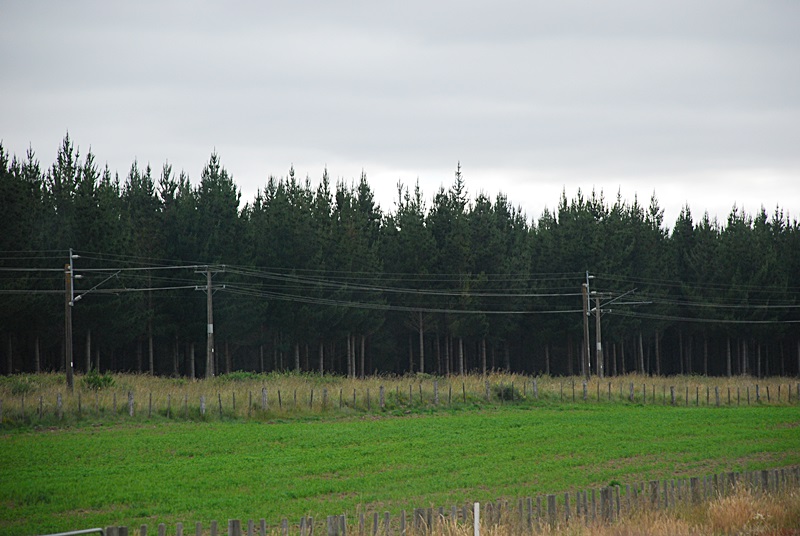 DSC_0887.JPG