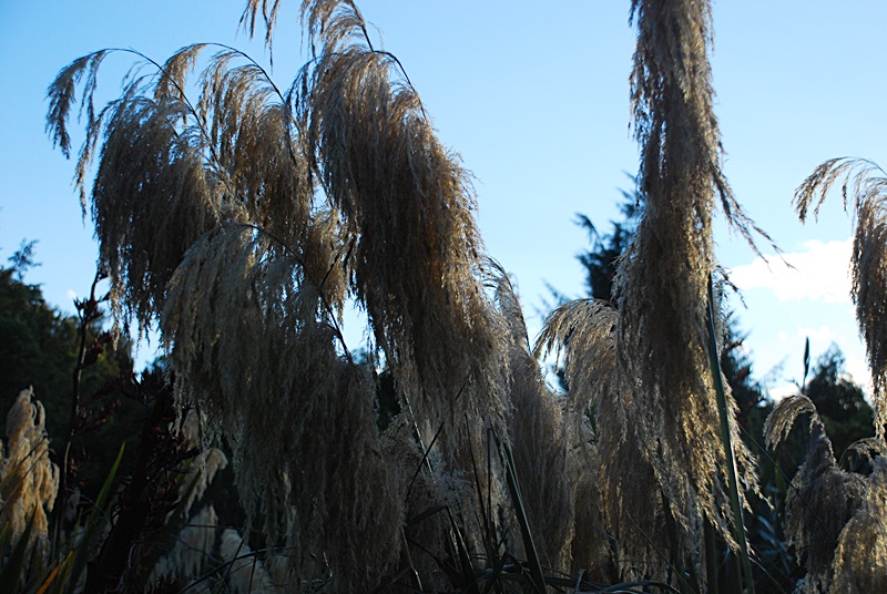 DSC_0164.JPG