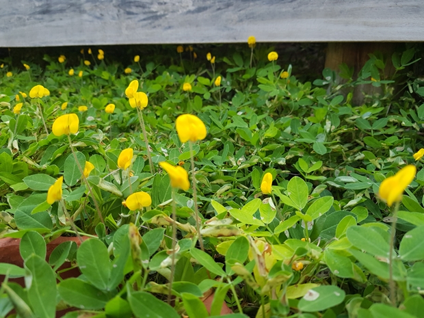 최고품질KakaoTalk_20200106_102559817_02.jpg