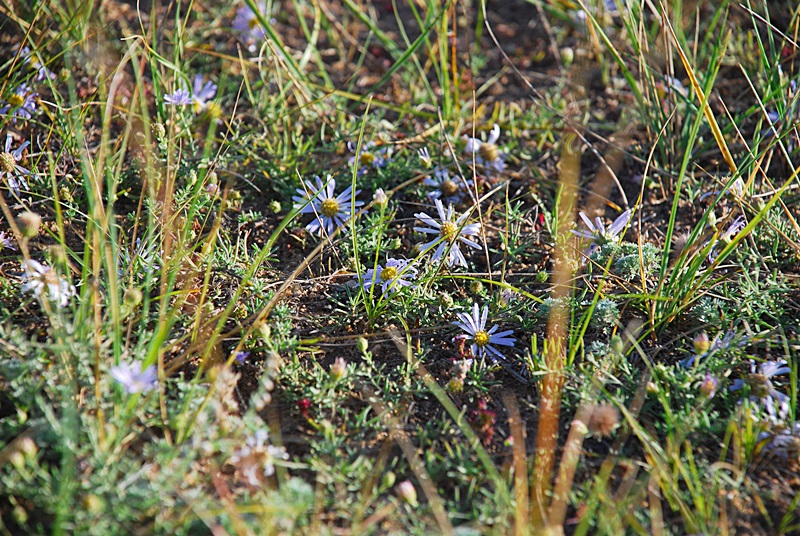 DSC_0504.JPG