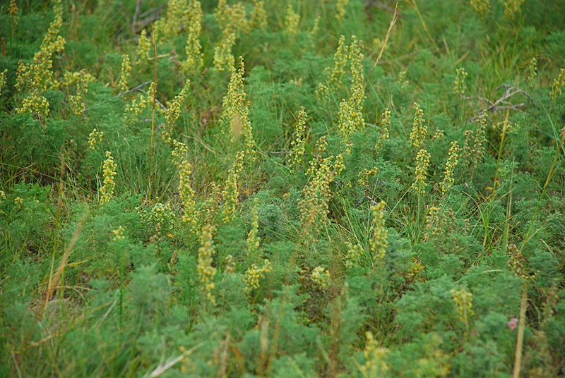 DSC_0691.JPG