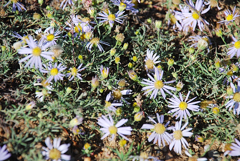 DSC_0537.JPG
