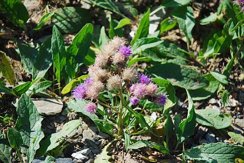 DSC_0533.JPG