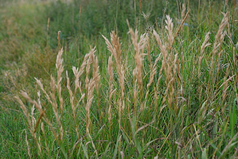 DSC_0614.JPG
