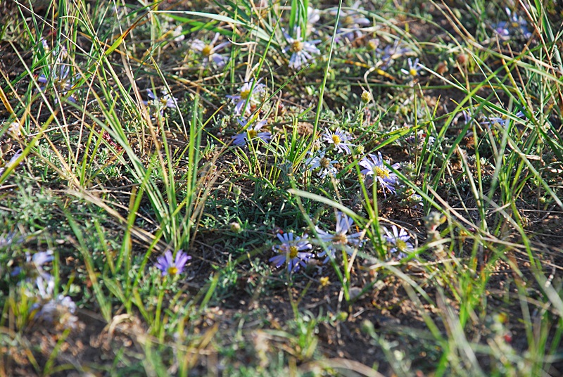 DSC_0505.JPG
