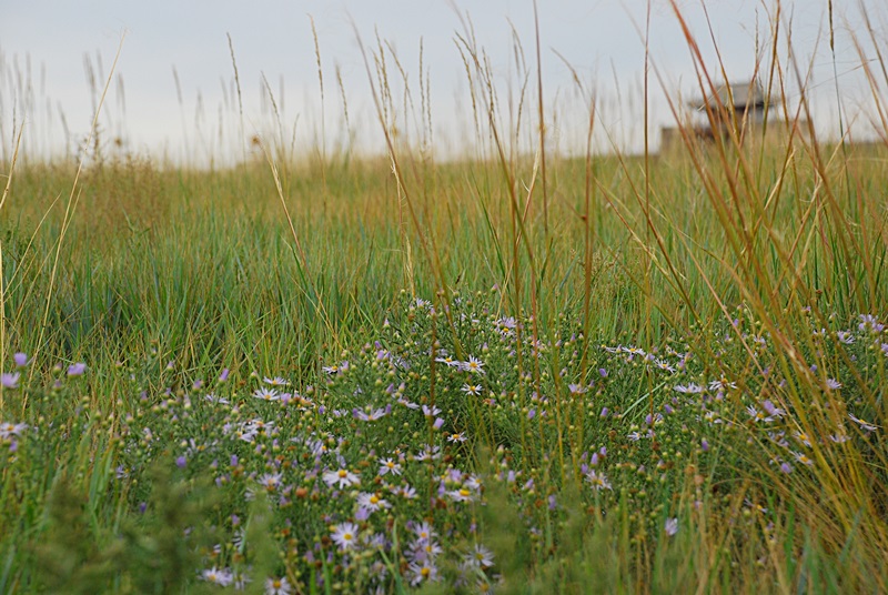 DSC_0616.JPG