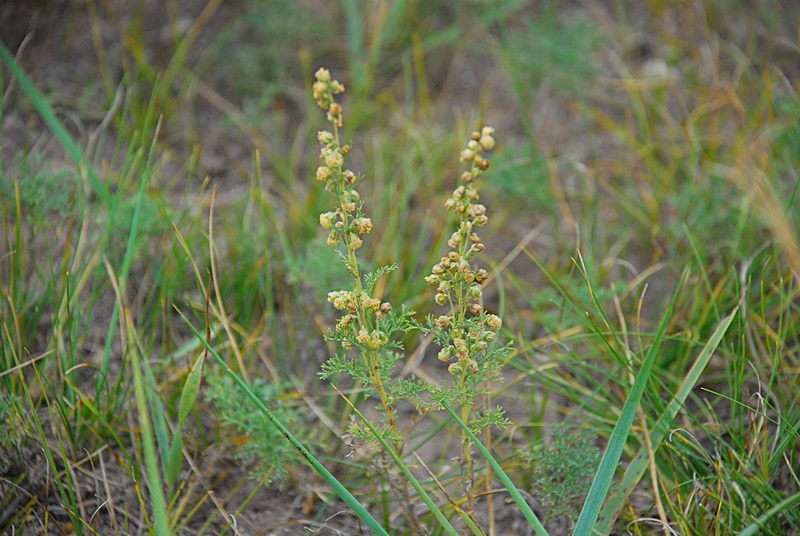 DSC_0724.JPG