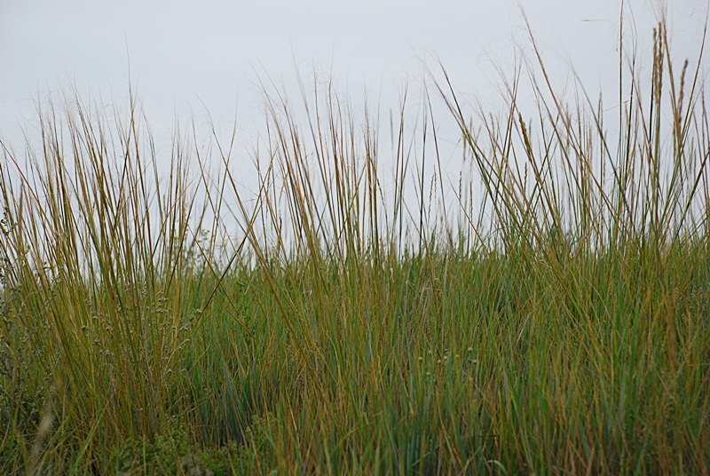 DSC_0615.JPG