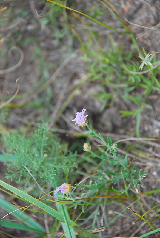 DSC_0723.JPG