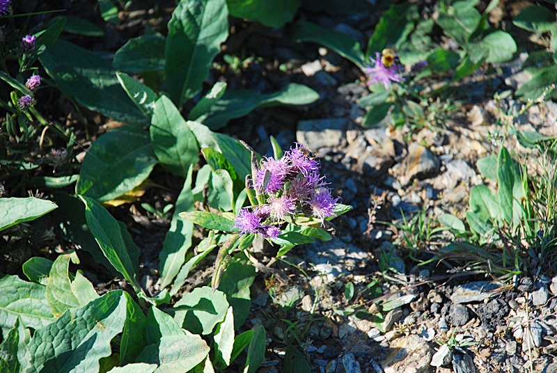 DSC_0534.JPG