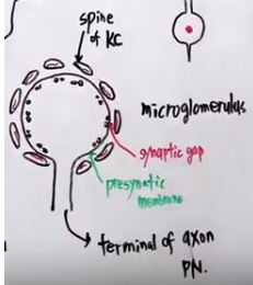 Axon.JPG