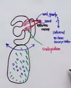 Scolopidium1.JPG