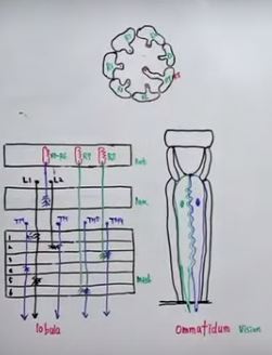 Ommatidum.JPG