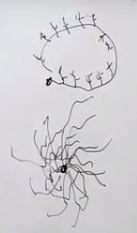 Dendrite.JPG