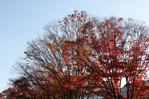 IMG_7537.png