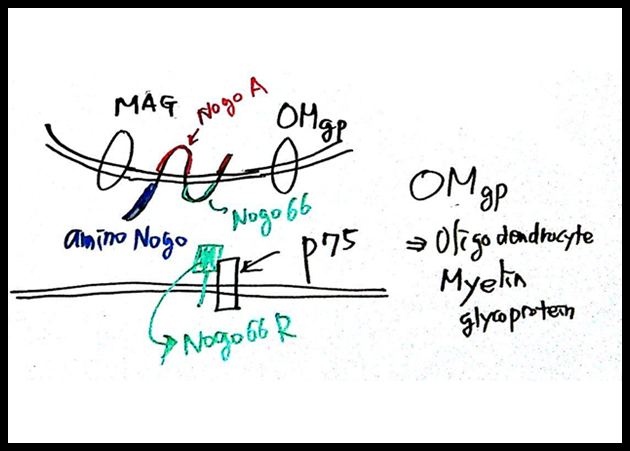 제5회 특별한 뇌과학 6강_Page_09.png