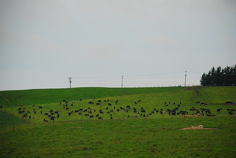 DSC_0070.JPG