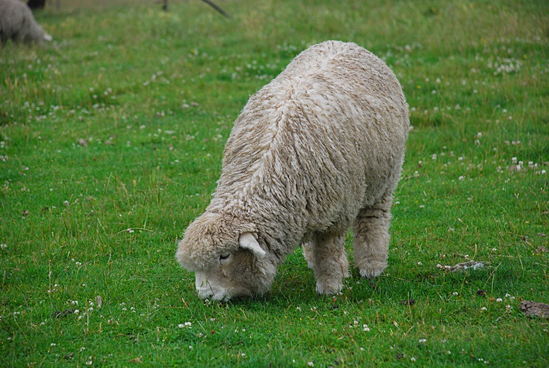 DSC_0130.JPG