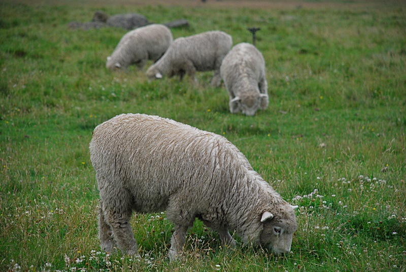 DSC_0123.JPG