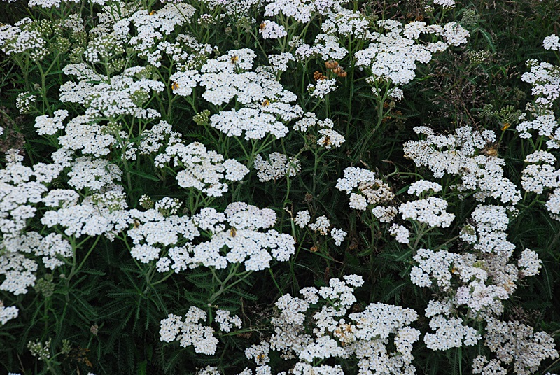DSC_0976.JPG