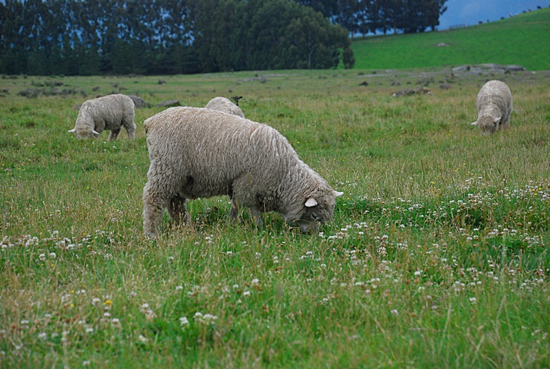 DSC_0124.JPG