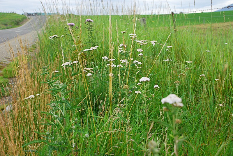 DSC_0066.JPG