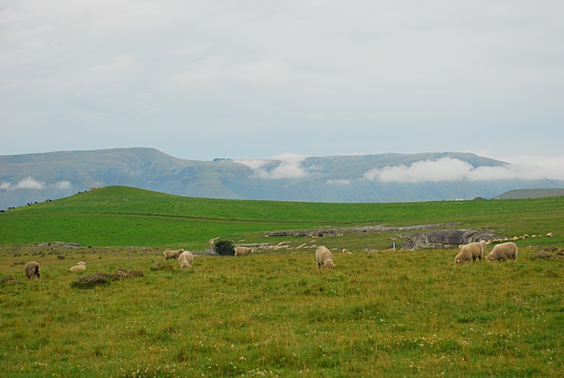DSC_0118.JPG