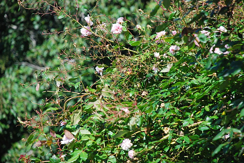 DSC_0099.JPG