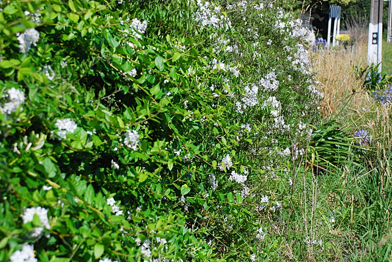 DSC_0094.JPG