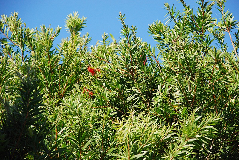 DSC_0098.JPG